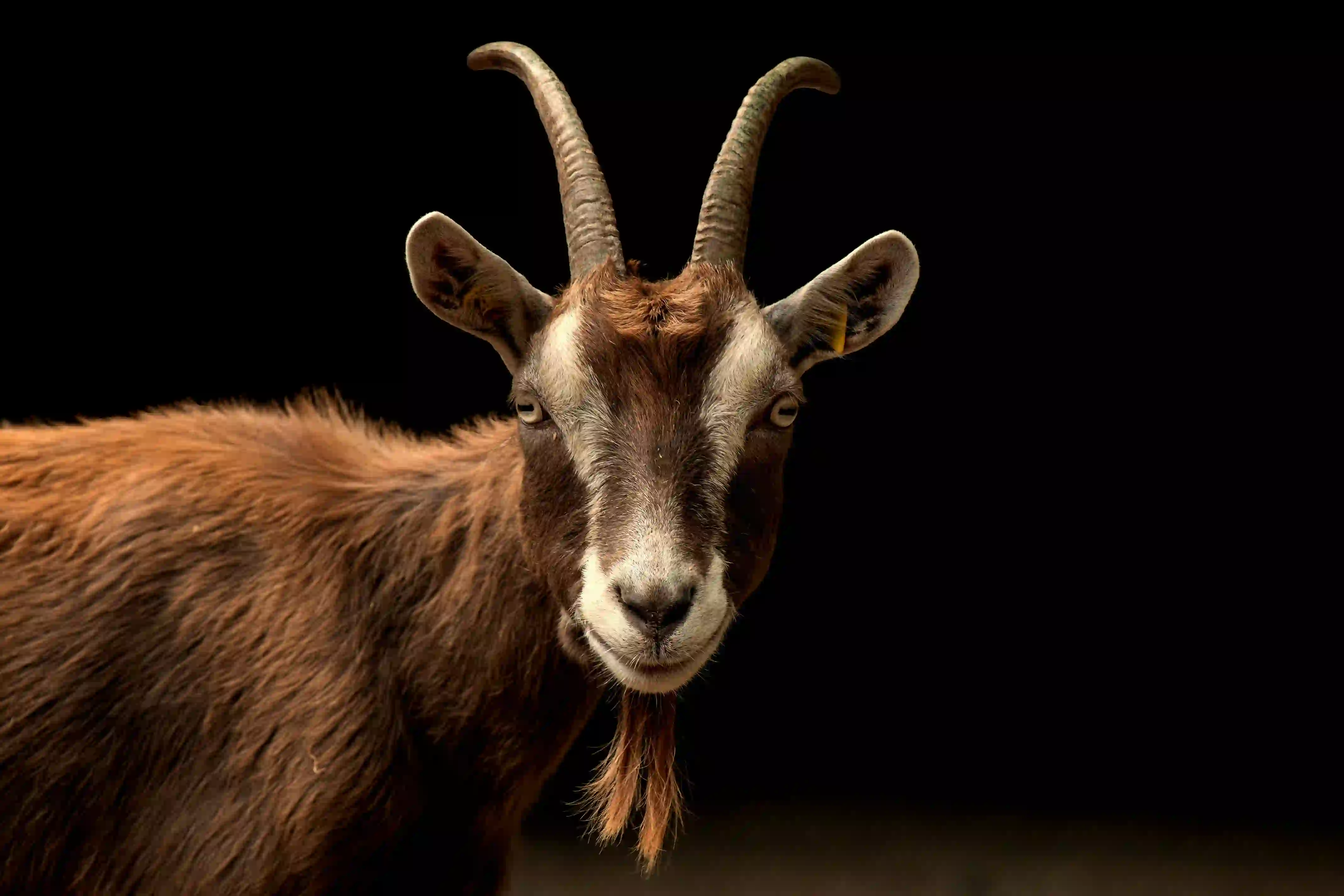 Мифы и легенды о знаке Козы